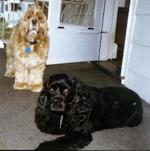 Toby & Buca - Justice Gina's Dogs, 1994-2010